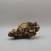 Carregar imagem no visualizador da galeria, Extrato em pó de Maitake