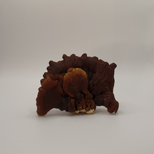 Carregar imagem no visualizador da galeria, Extrato em pó de Reishi