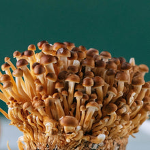 Carregar imagem no visualizador da galeria, Cultura de Pholiota nameko