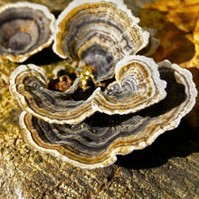 Carregar imagem no visualizador da galeria, Cogumelo-cauda-de-peru desidratado