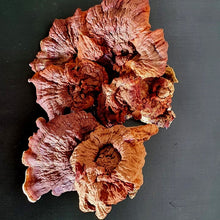 Carregar imagem no visualizador da galeria, Reishi desidratado