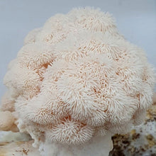 Carregar imagem no visualizador da galeria, Cultura de Hericium erinaceus