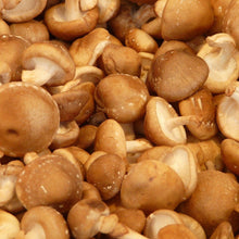 Carregar imagem no visualizador da galeria, Cultura de Lentinula edodes