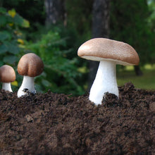 Carregar imagem no visualizador da galeria, Pó de Agaricus blazei desidratado