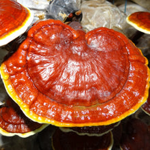 Carregar imagem no visualizador da galeria, Cultura de Ganoderma lucidum