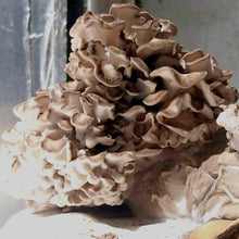 Carregar imagem no visualizador da galeria, Cultura de Grifola frondosa