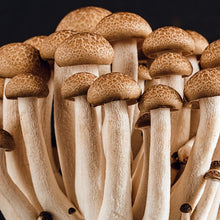 Carregar imagem no visualizador da galeria, Cultura de Hypsizygus tessellatus