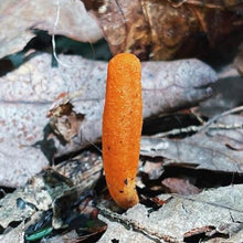 Carregar imagem no visualizador da galeria, Cordyceps militaris