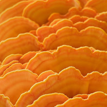 Carregar imagem no visualizador da galeria, Cultura de Laetiporus sulphureus