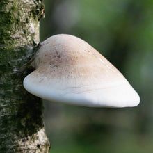 Carregar imagem no visualizador da galeria, Cultura de Piptoporus betulinus