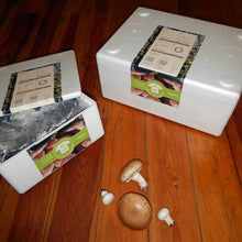 Load image into Gallery viewer, Portobelo (Agaricus bisporus)