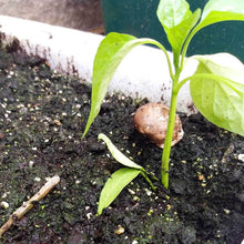 Load image into Gallery viewer, Portobelo (Agaricus bisporus)