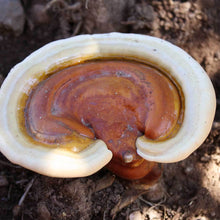 Load image into Gallery viewer, Reishi (Ganoderma lucidum)