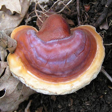Load image into Gallery viewer, Reishi (Ganoderma lucidum)