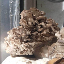 Load image into Gallery viewer, Maitake (Grifola frondosa)