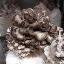 Load image into Gallery viewer, Maitake (Grifola frondosa)