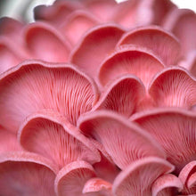 Load image into Gallery viewer,  Pink oyster mushroom (Pleurotus djamor)