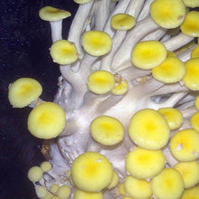 Load image into Gallery viewer, Golden oyster mushroom (Pleurotus citrinopileatus)