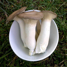 Load image into Gallery viewer,  King oyster (Pleurotus eryngii)