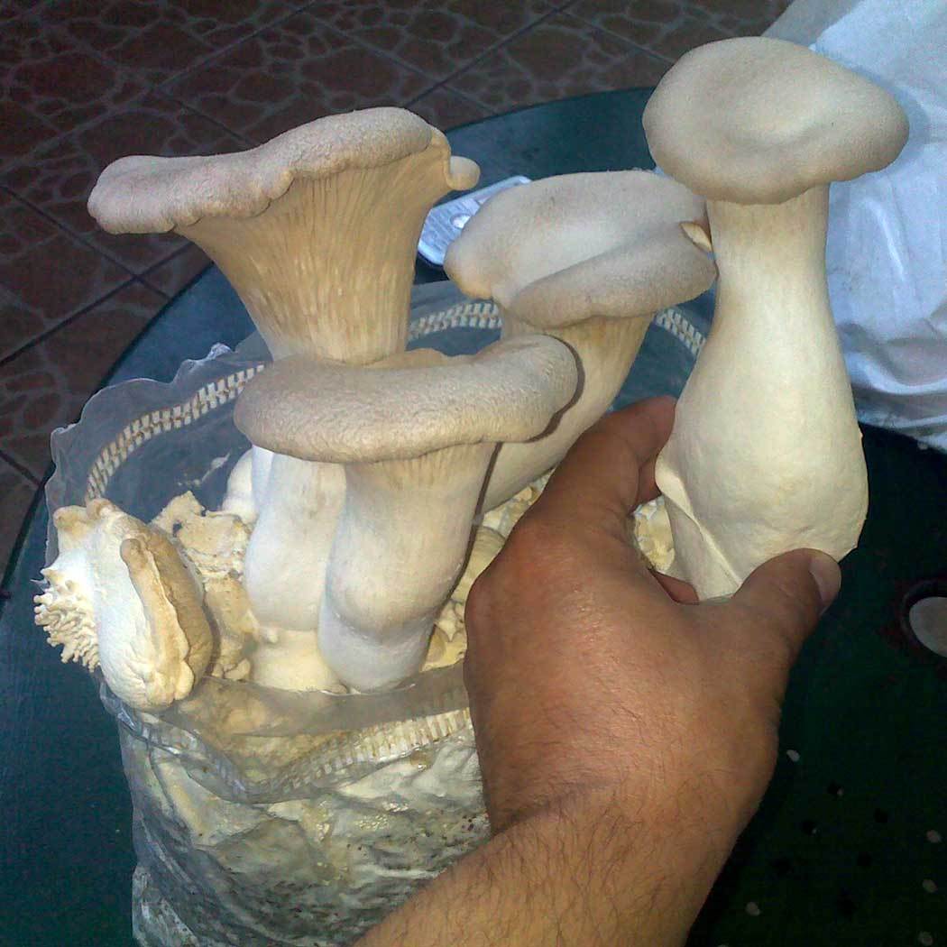 Culture of Pleurotus eryngii Fungiperfect