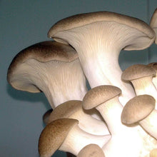 Load image into Gallery viewer,  King oyster (Pleurotus eryngii)