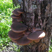Carregar imagem no visualizador da galeria, Cultura de Pleurotus ostreatus
