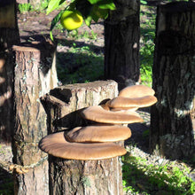 Carregar imagem no visualizador da galeria, Cultura de Pleurotus ostreatus