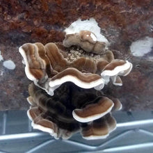 Carregar imagem no visualizador da galeria, Cultura de Trametes versicolor
