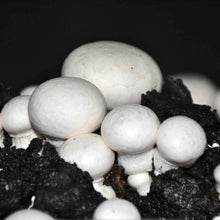 Load image into Gallery viewer, Champignon-de-paris (Agaricus bisporus)