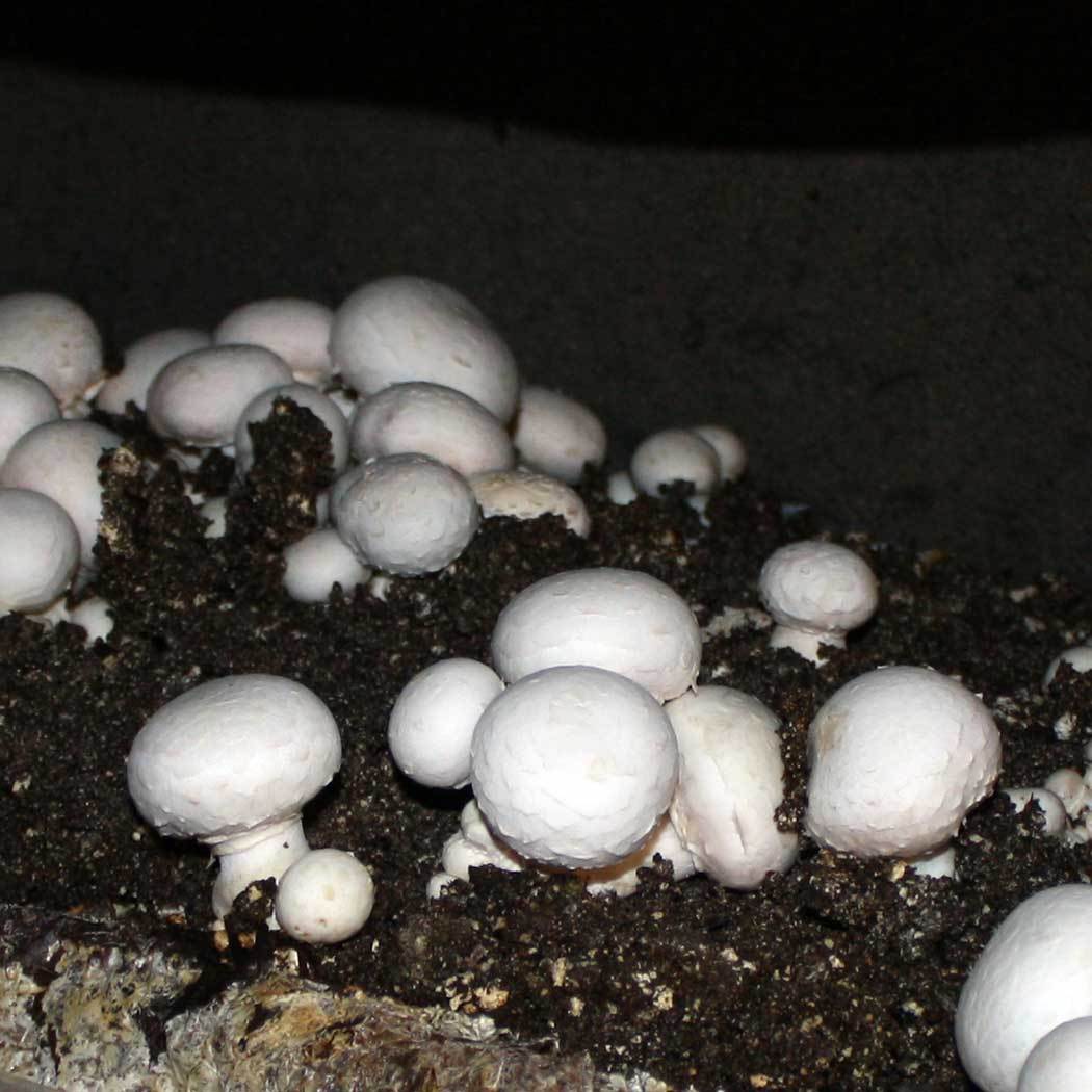 Mushrooms champignons (Agaricus bisporus) 58%, corn oil, summer