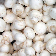 Load image into Gallery viewer, Champignon-de-paris (Agaricus bisporus)