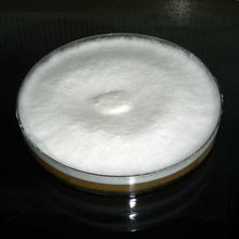 Carregar imagem no visualizador da galeria, Cultura de Pleurotus eryngii