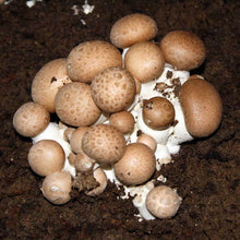 Load image into Gallery viewer, Portobelo (Agaricus bisporus)