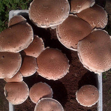 Load image into Gallery viewer, Portobelo (Agaricus bisporus)