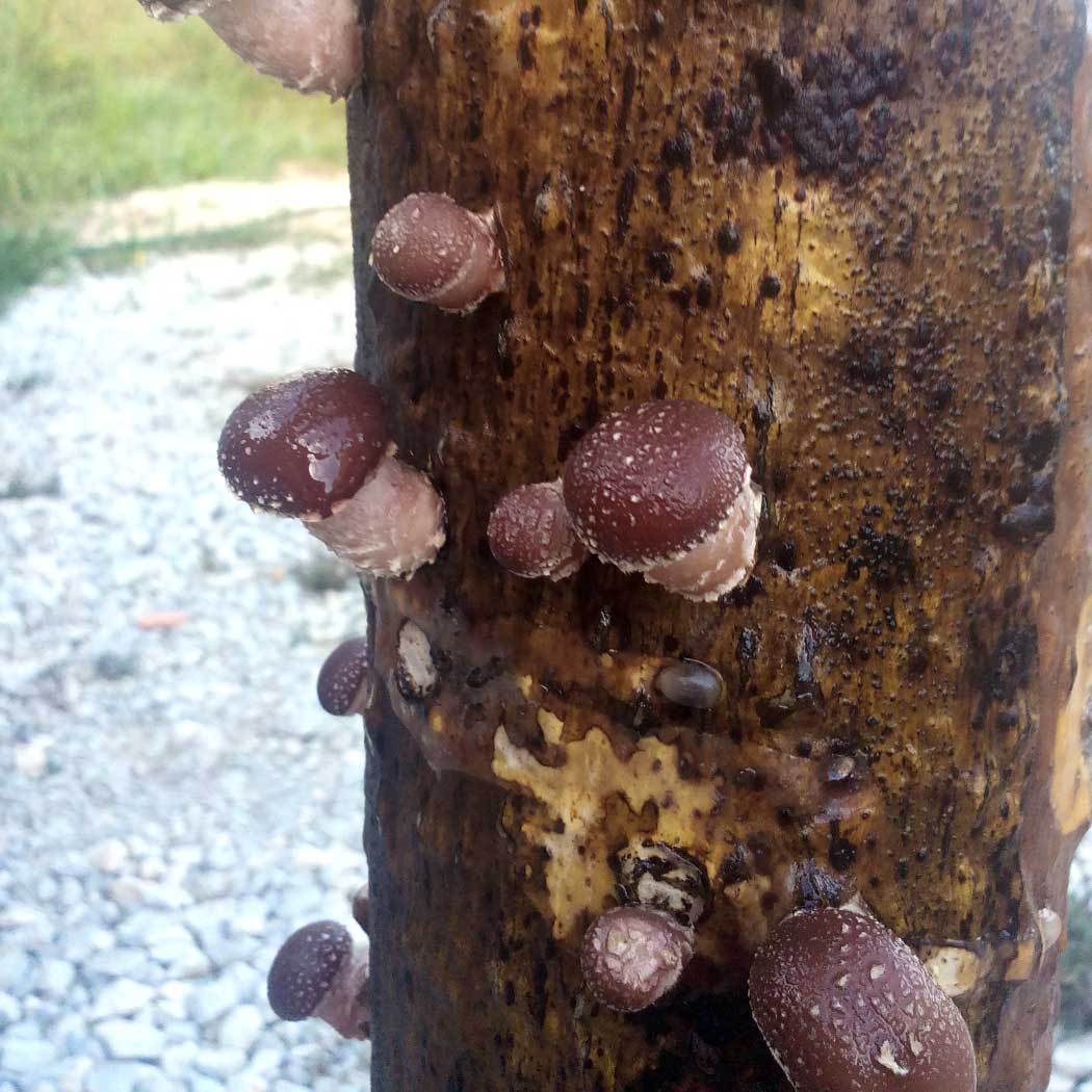Shiitake (Lentinula edodes) – Fungiperfect