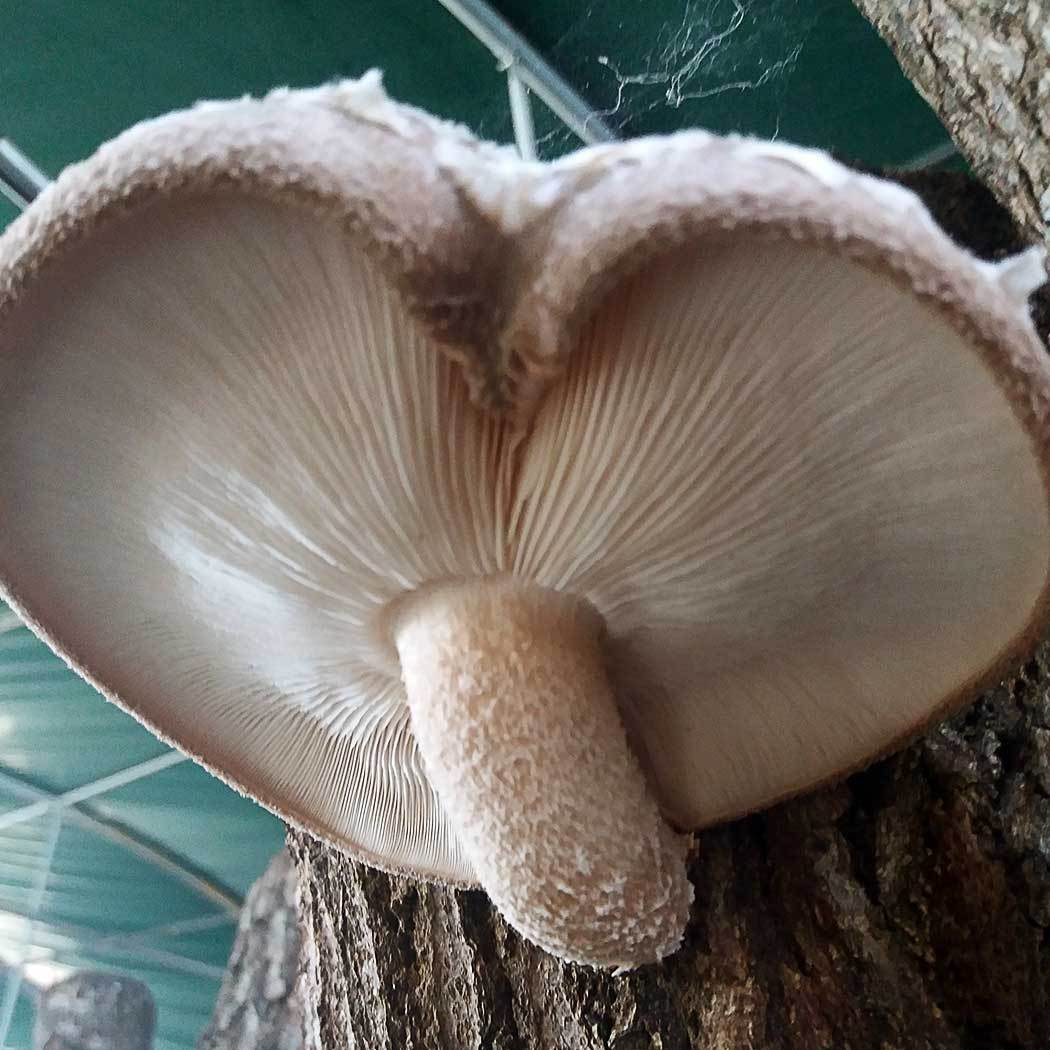 Shiitake (Lentinula edodes) – Fungiperfect