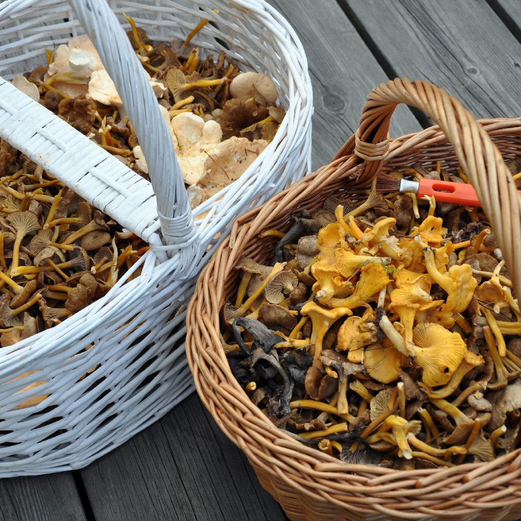 Identificação e colheita de cogumelos silvestres comestíveis