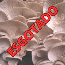 Carregar imagem no visualizador da galeria, Produção Caseira de Cogumelos