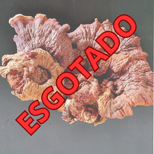 Carregar imagem no visualizador da galeria, Cogumelos medicinais: Da produção aos extratos