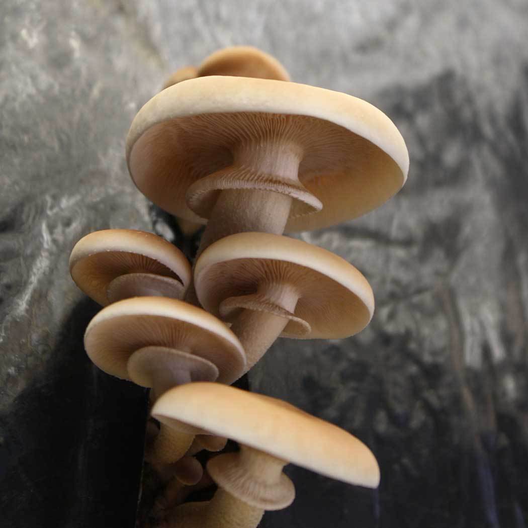 Shiitake (Lentinula edodes) – Fungiperfect
