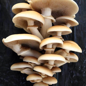 Cogumelo-do-choupo  (Agrocybe aegerita)