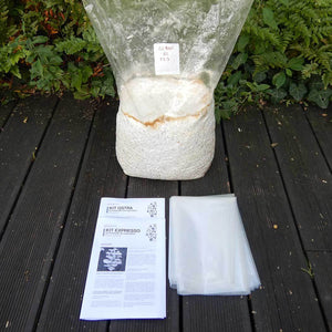 Juba-de-leão (Hericium erinaceus)