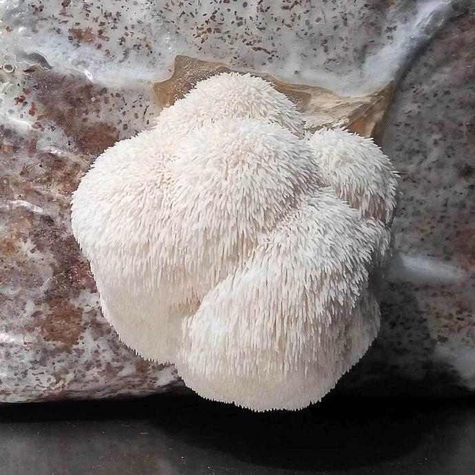 Lion's mane (Hericium erinaceus)