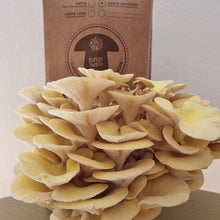 Load image into Gallery viewer, Golden oyster mushroom (Pleurotus citrinopileatus)