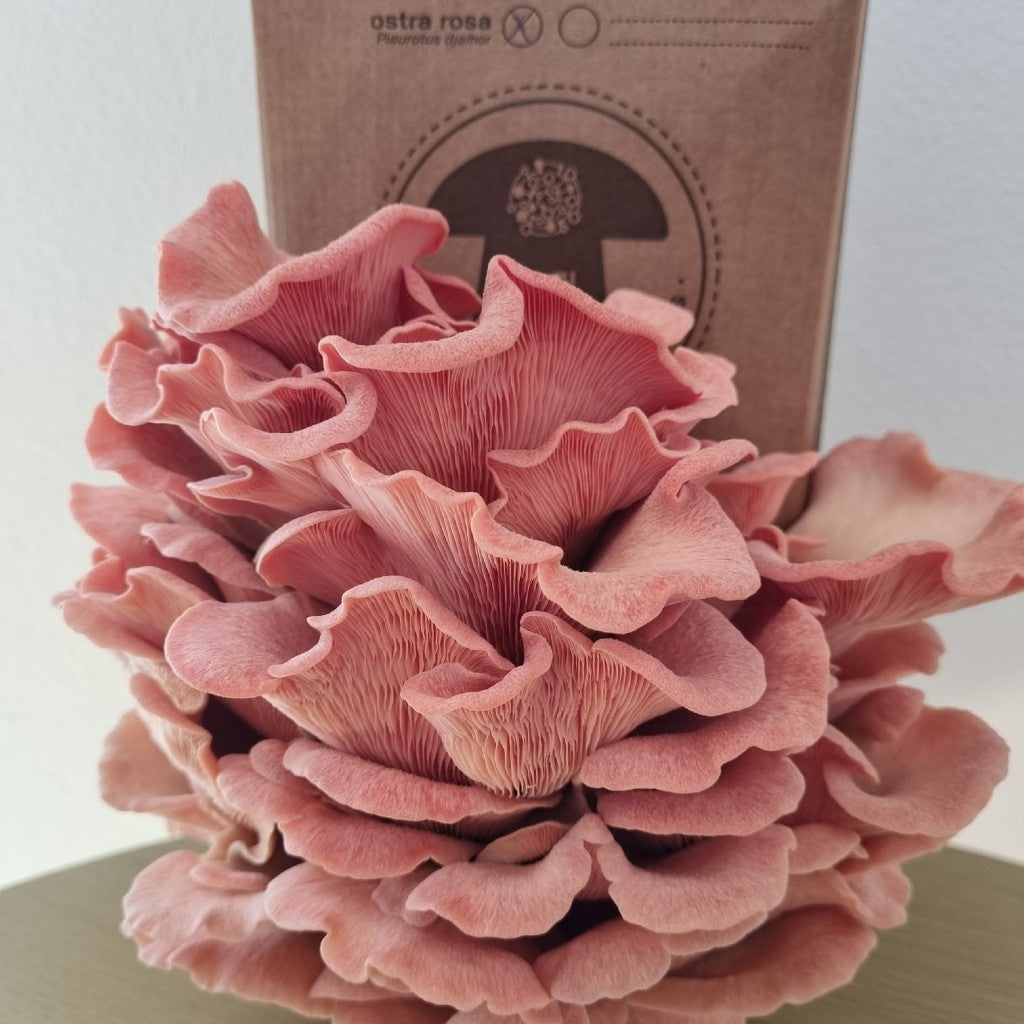 Pink oyster mushroom (Pleurotus djamor) – Fungiperfect
