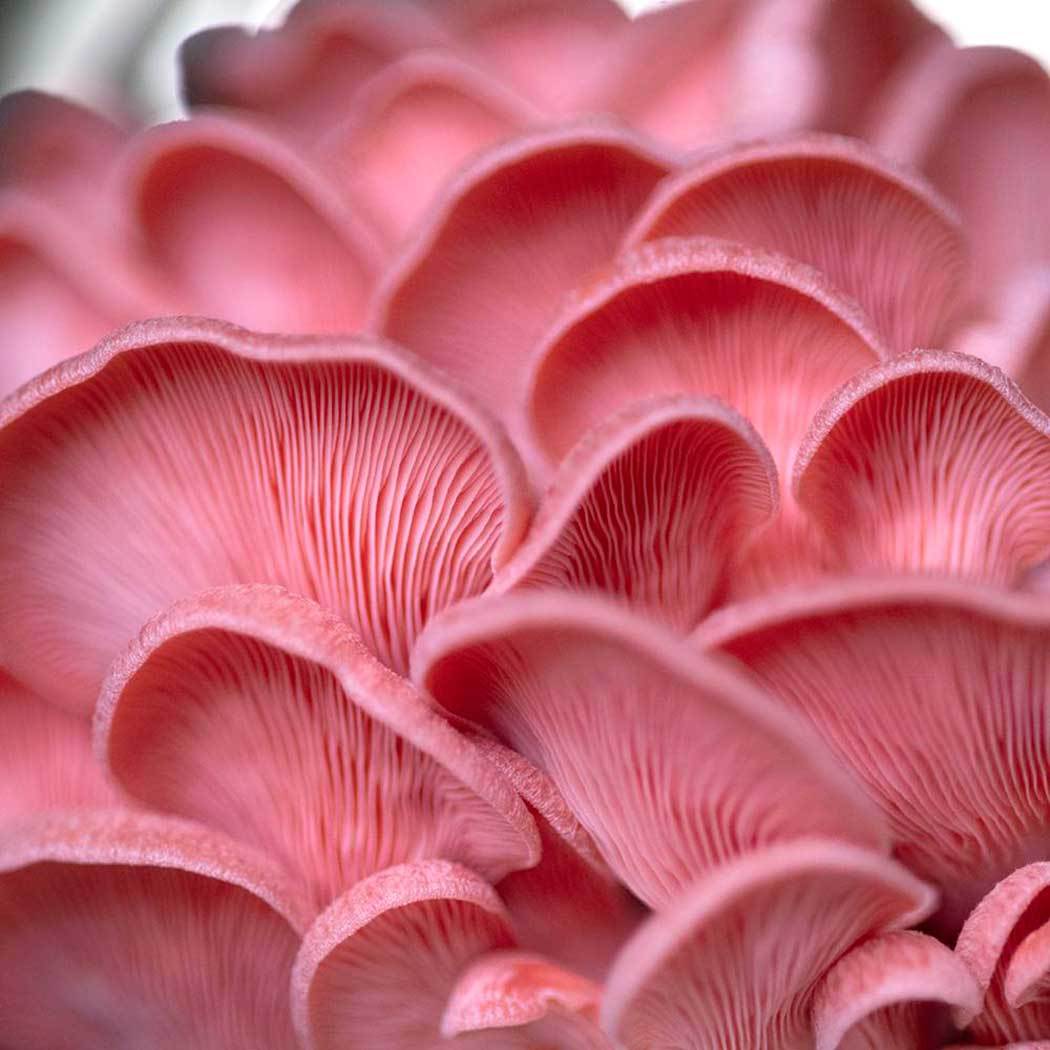  Pink oyster mushroom (Pleurotus djamor)