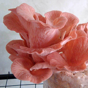 Cogumelo-ostra-rosa (Pleurotus djamor)