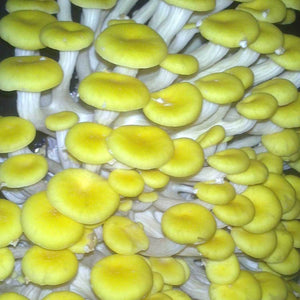 Golden oyster mushroom (Pleurotus citrinopileatus)