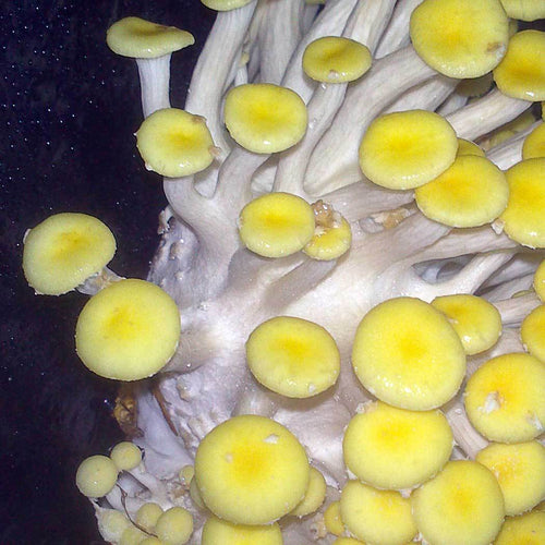 Cogumelo-ostra-amarelo (Pleurotus citrinopileatus)