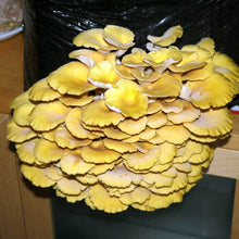 Load image into Gallery viewer, Golden oyster mushroom (Pleurotus citrinopileatus)